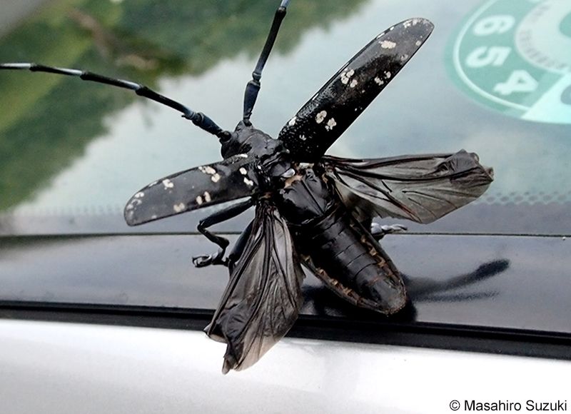 ゴマダラカミキリ Anoplophora malasiaca