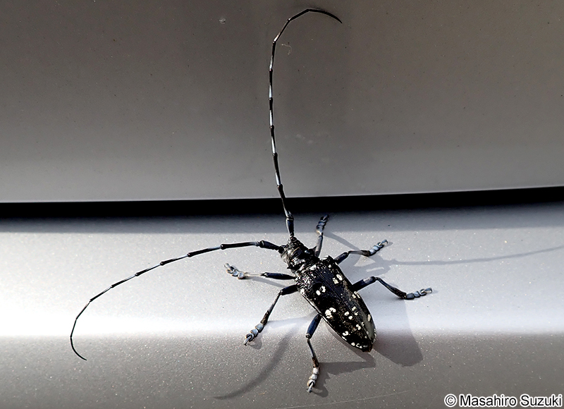 ゴマダラカミキリ Anoplophora malasiaca