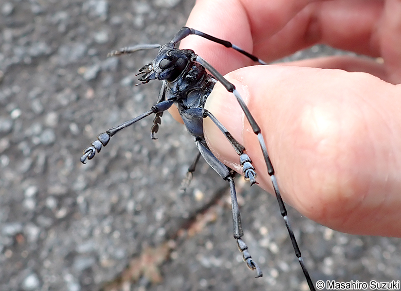 ゴマダラカミキリ Anoplophora malasiaca