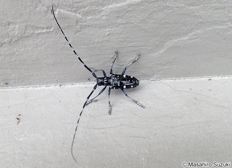 ゴマダラカミキリ Anoplophora malasiaca