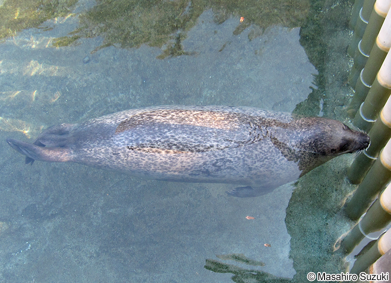 ゴマフアザラシ Phoca largha