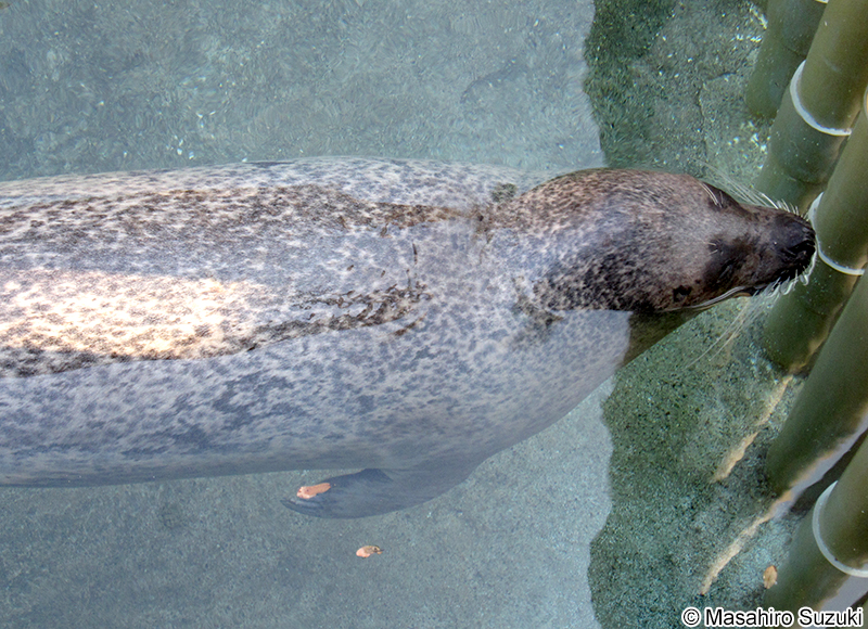 ゴマフアザラシ Phoca largha