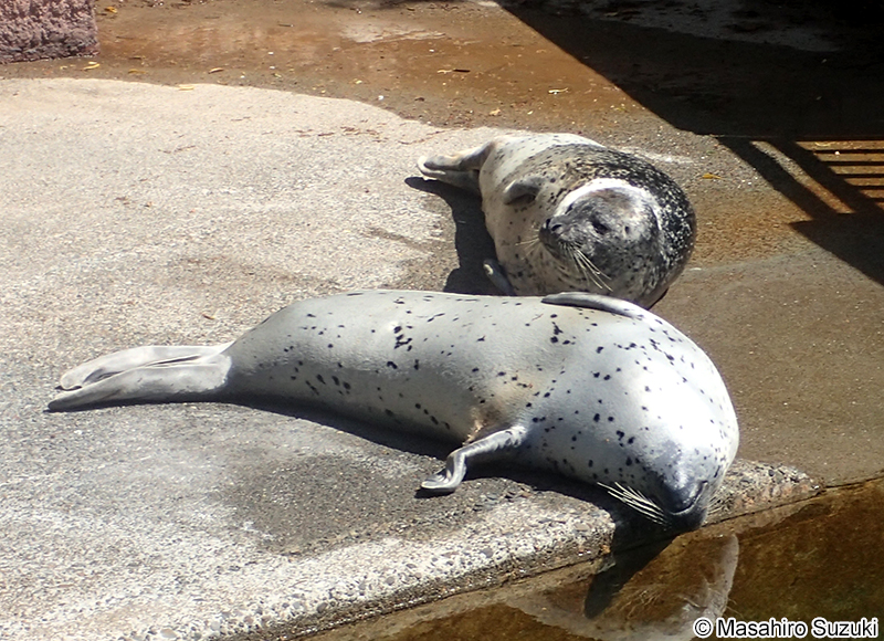 ゴマフアザラシ Phoca largha