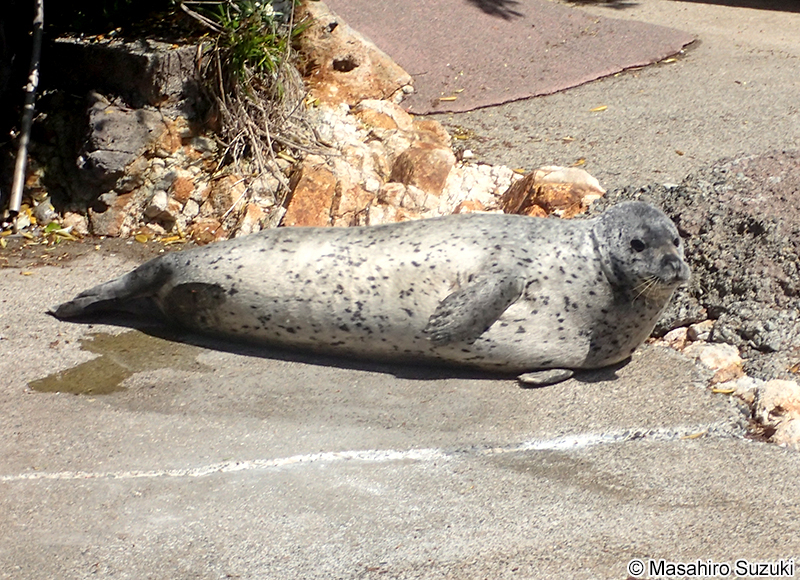ゴマフアザラシ Phoca largha