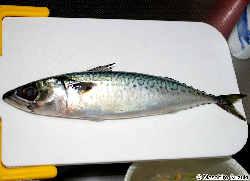 ゴマサバ Scomber australasicus