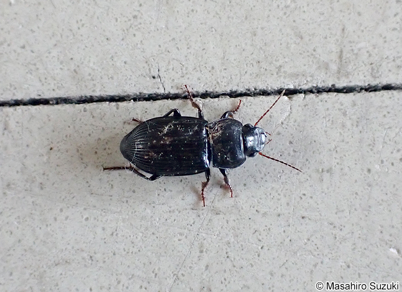 ゴモクムシ亜科の1種 Harpalinae sp.