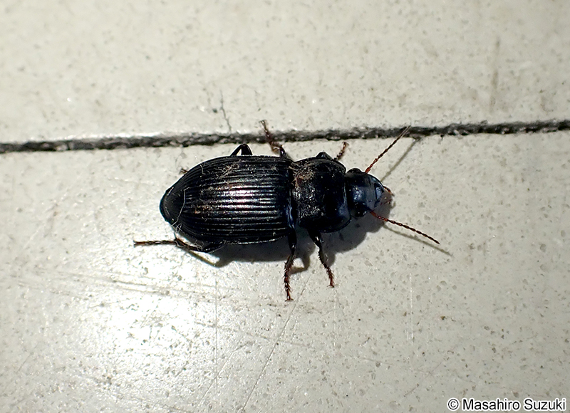 ゴモクムシ亜科の1種 Harpalinae sp.