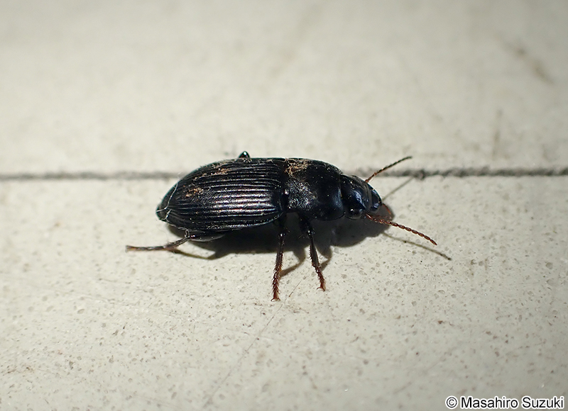 ゴモクムシ亜科の1種 Harpalinae sp.