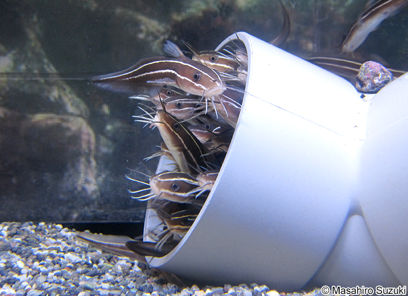 ゴンズイ Plotosus japonicus