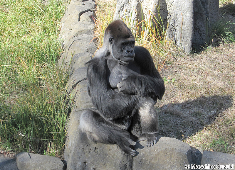 ニシゴリラ Gorilla gorilla