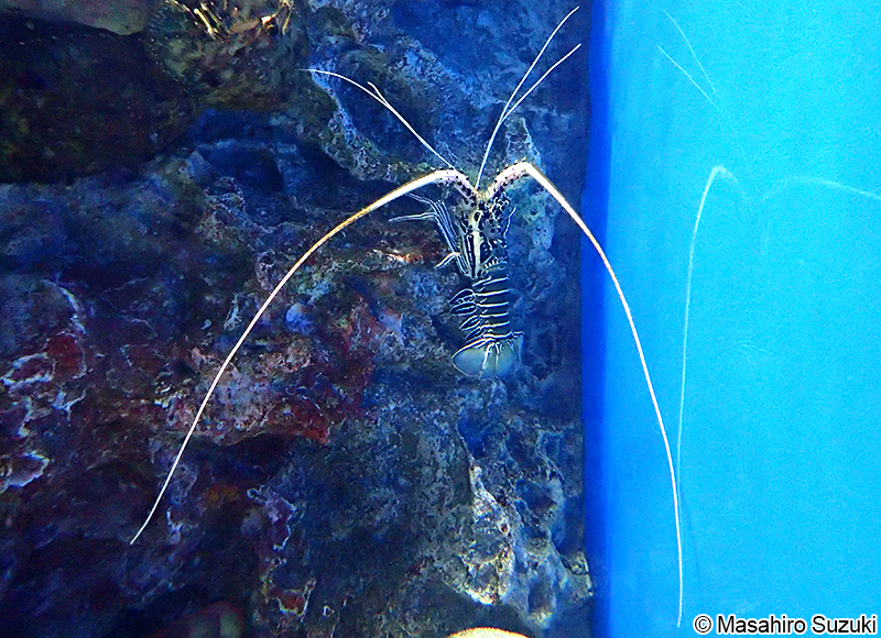 ゴシキエビ Panulirus versicolor