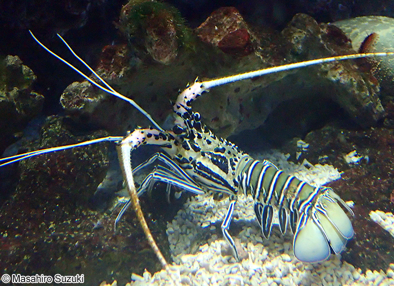 ゴシキエビ Panulirus versicolor