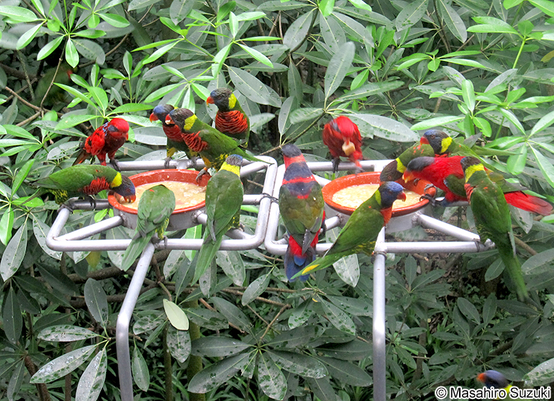 ゴシキセイガイインコ Trichoglossus haematodus