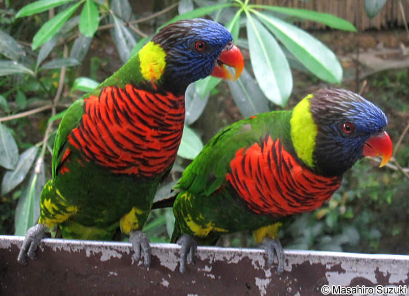 ゴシキセイガイインコ Trichoglossus haematodus