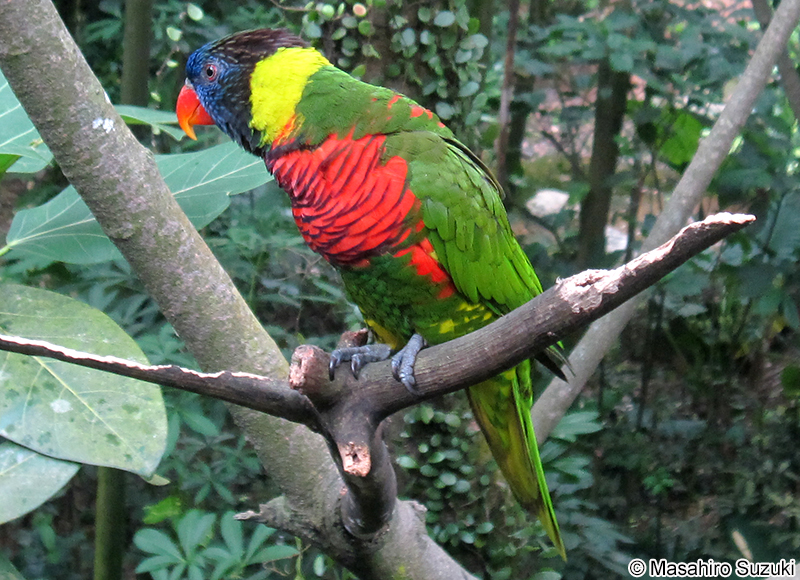 ゴシキセイガイインコ Trichoglossus haematodus