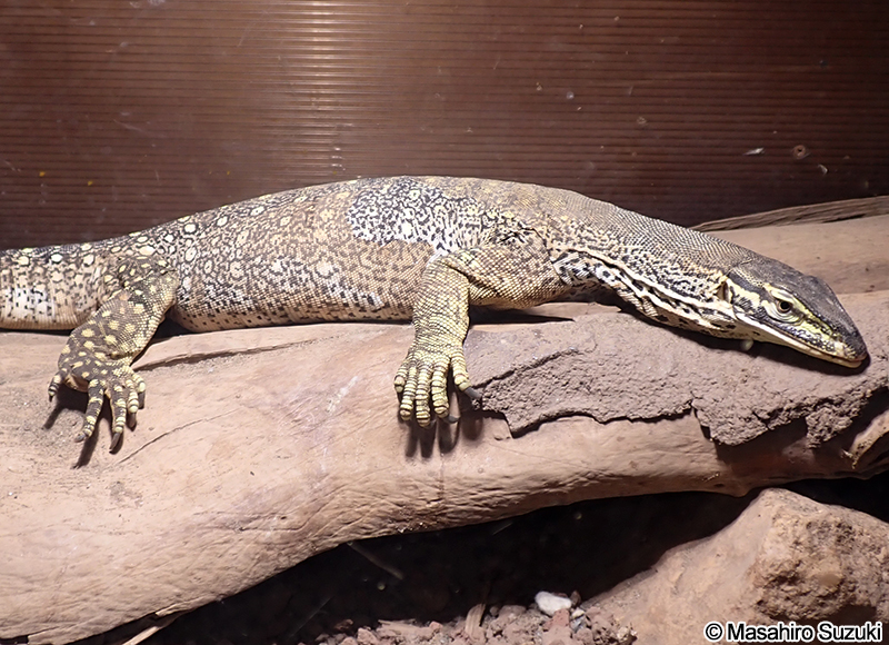 グールドオオトカゲ Varanus gouldii