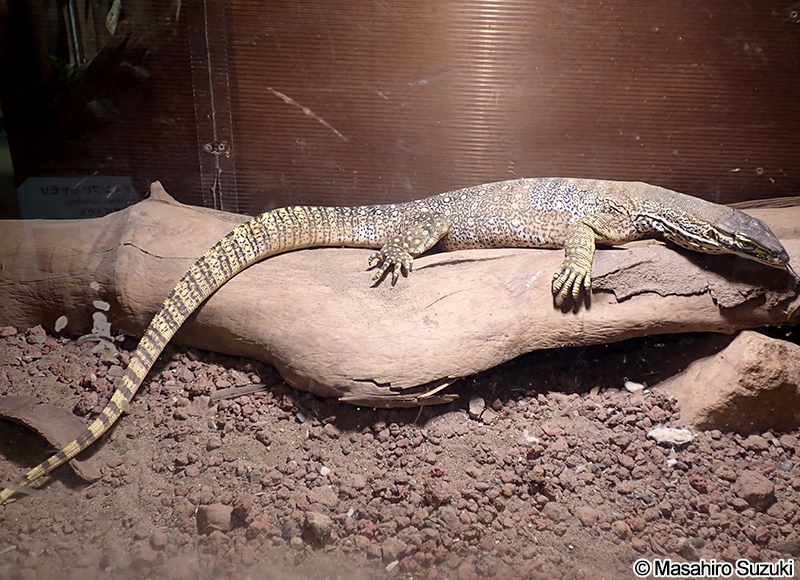グールドオオトカゲ Varanus gouldii
