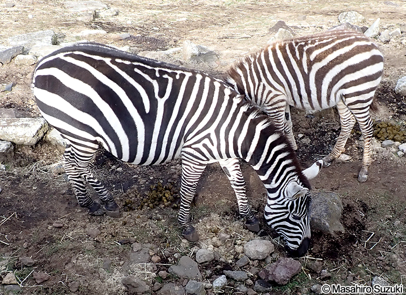 グラントシマウマ Equus quagga boehmi