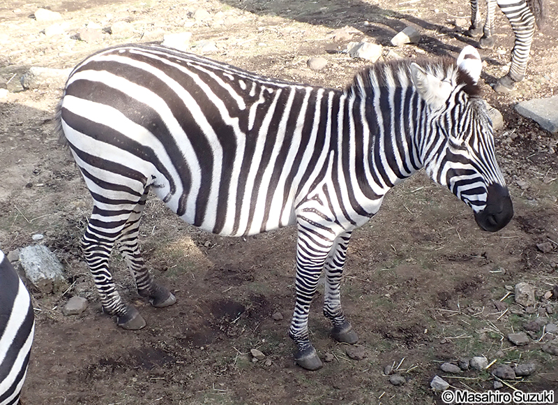 グラントシマウマ Equus quagga boehmi