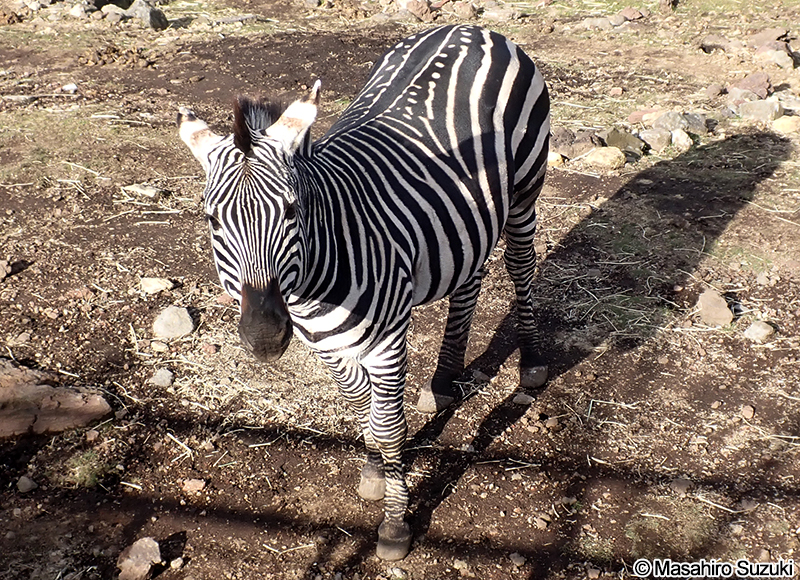グラントシマウマ Equus quagga boehmi