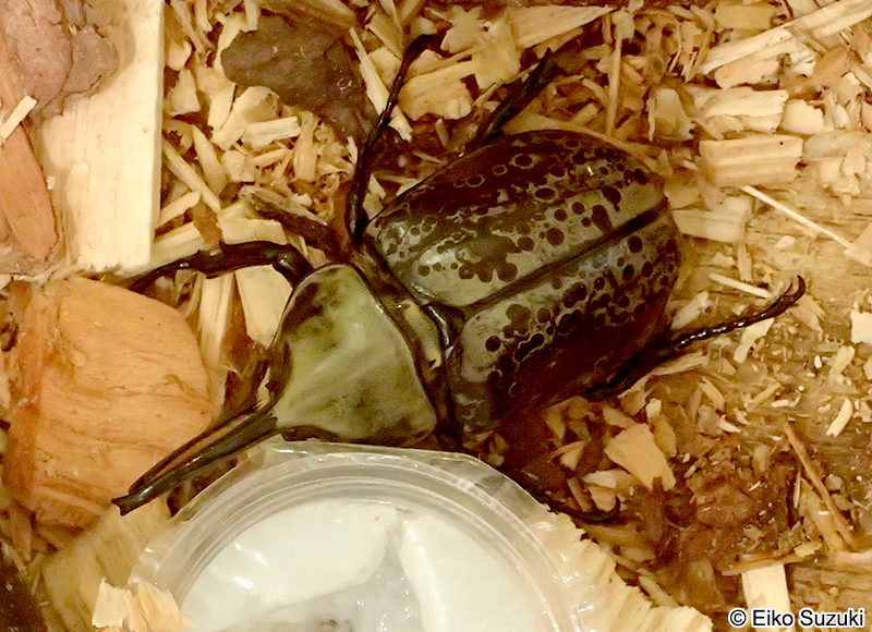 グラントシロカブト Dynastes granti
