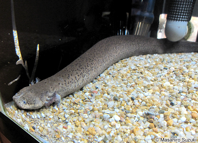 グレーターサイレン Siren lacertina