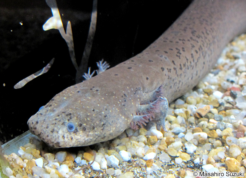 グレーターサイレン Siren lacertina