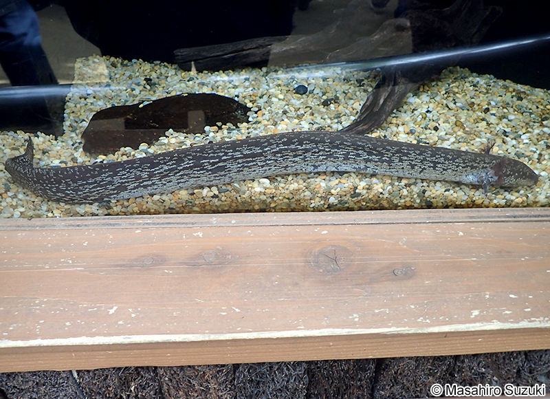 グレーターサイレン Siren lacertina