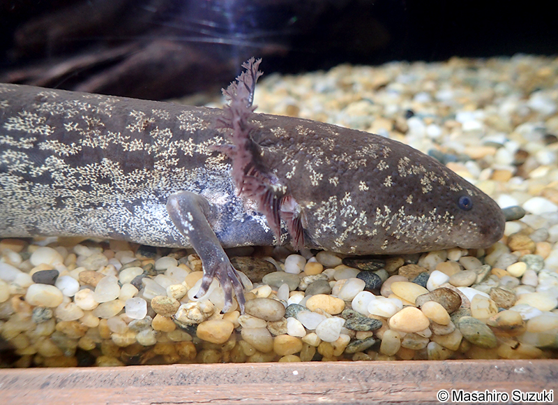 グレーターサイレン Siren lacertina