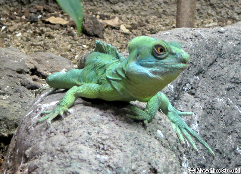 グリーンバシリスク Basiliscus plumifrons