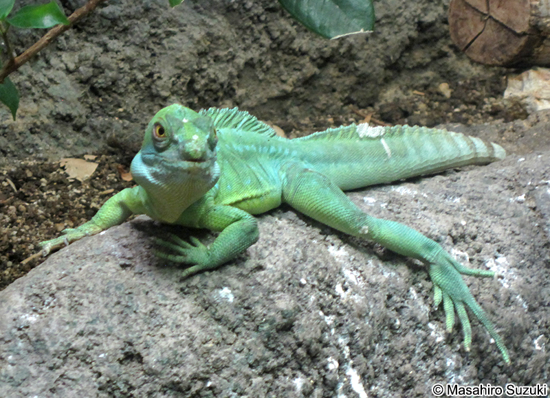 グリーンバシリスク Basiliscus plumifrons