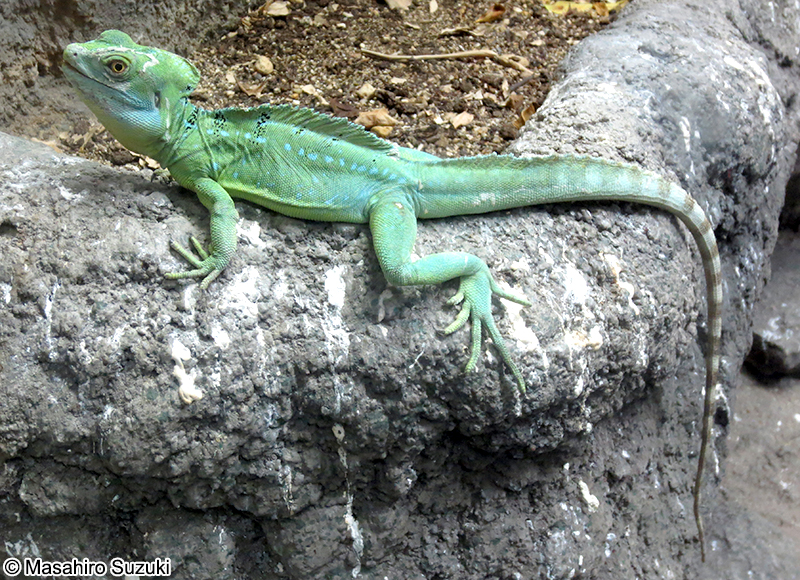 グリーンバシリスク Basiliscus plumifrons