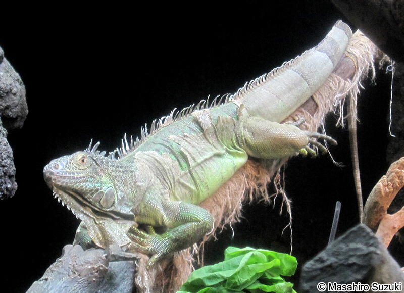 グリーンイグアナ Iguana iguana