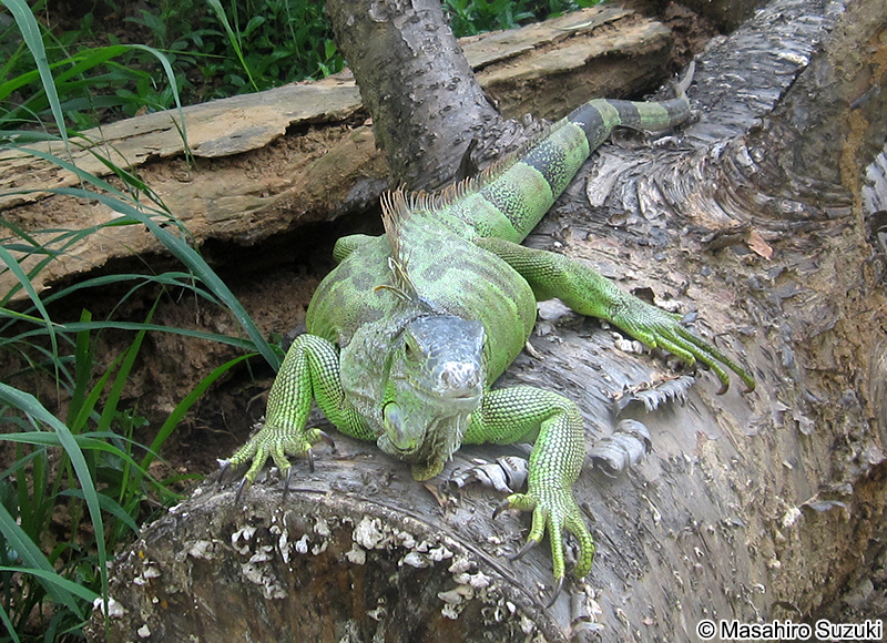 グリーンイグアナ Iguana iguana