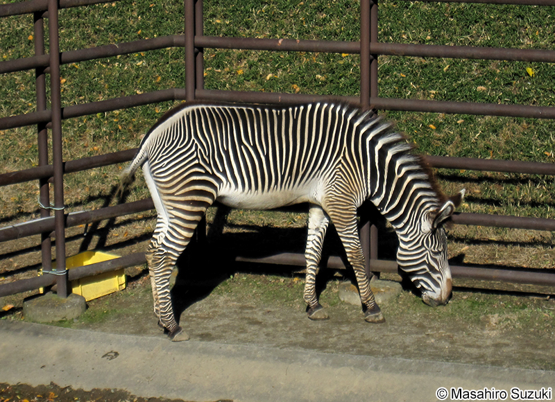 グレビーシマウマ Equus grevyi