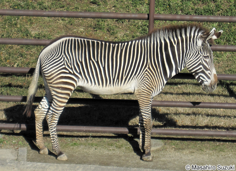 グレビーシマウマ Equus grevyi