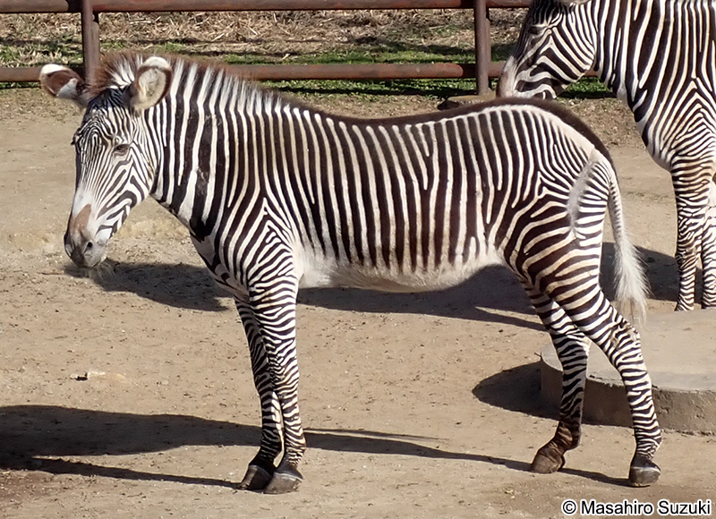 グレビーシマウマ Equus grevyi