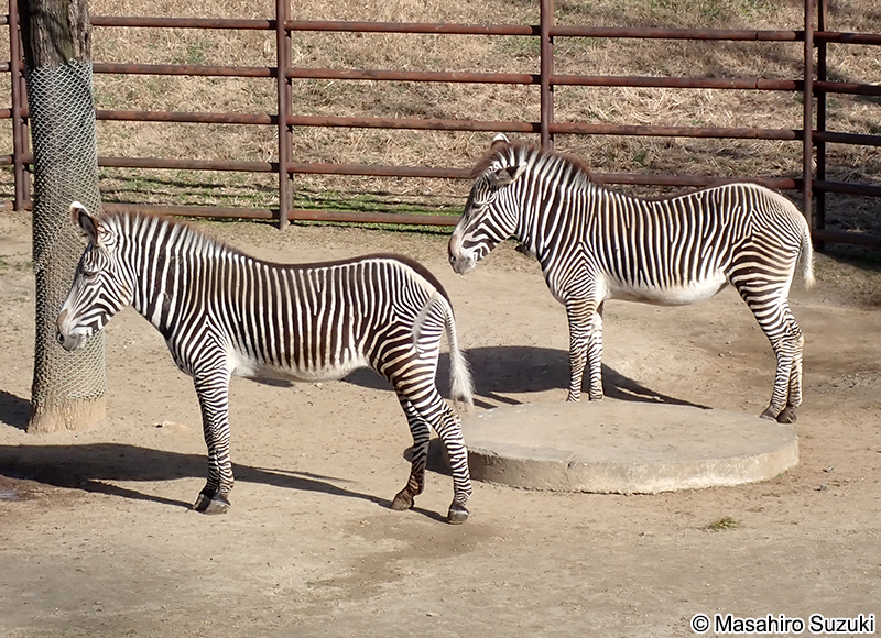 グレビーシマウマ Equus grevyi