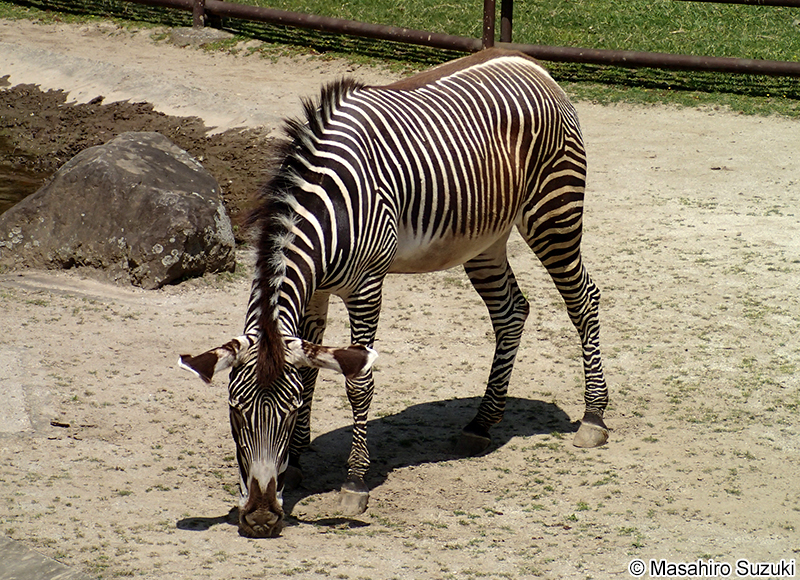 グレビーシマウマ Equus grevyi