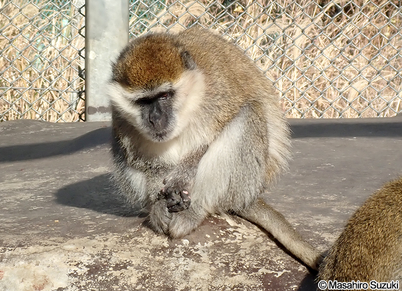 グリベットモンキー Chlorocebus aethiops