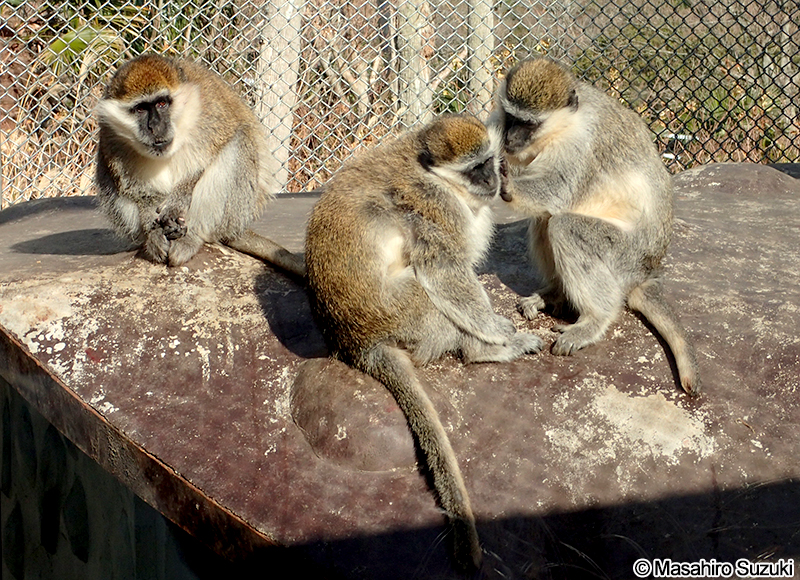 グリベットモンキー Chlorocebus aethiops