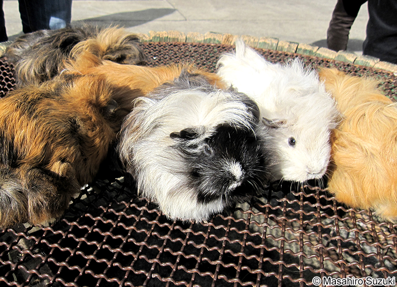 テンジクネズミ（モルモット） Cavia porcellus