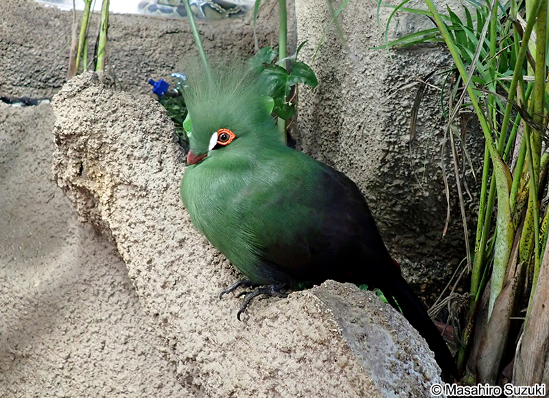 ギニアエボシドリ Tauraco persa