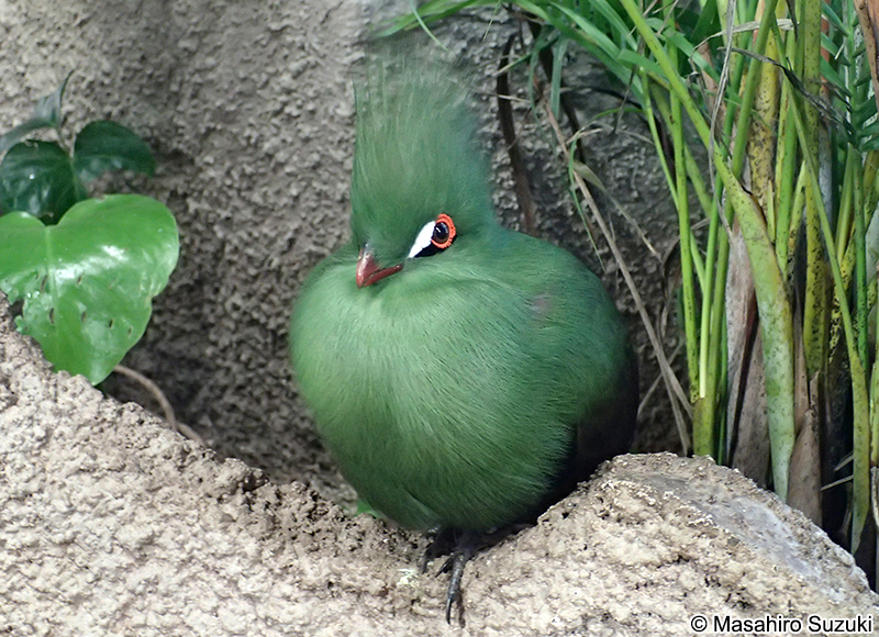 ギニアエボシドリ Tauraco persa