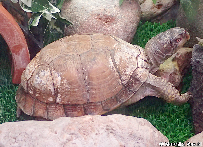 ガルフコーストハコガメ Terrapene carolina major