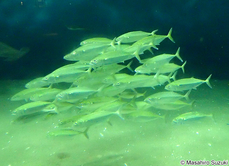 グルクマ Rastrelliger kanagurta