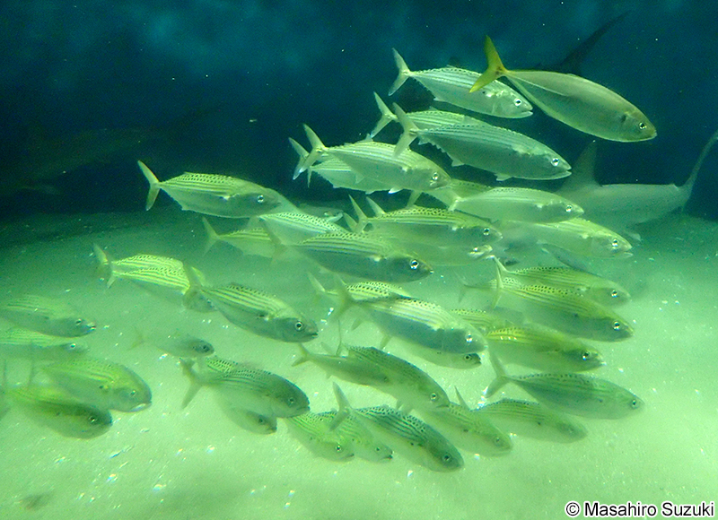 グルクマ Rastrelliger kanagurta