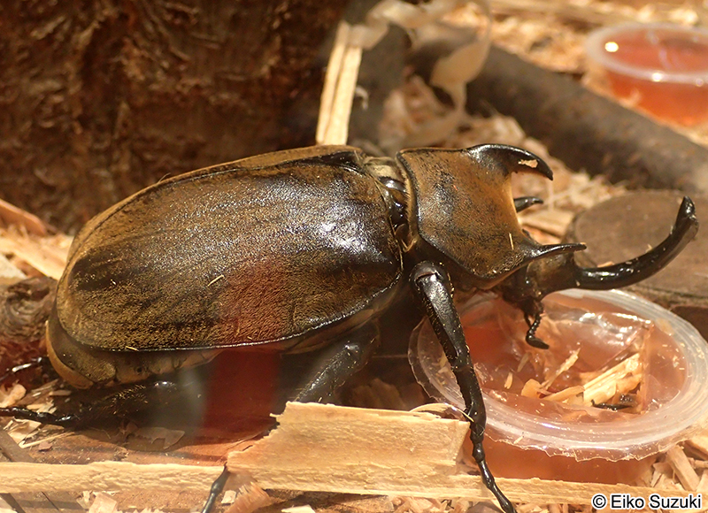 ギアスポリオンゾウカブト Megasoma gyas porioni