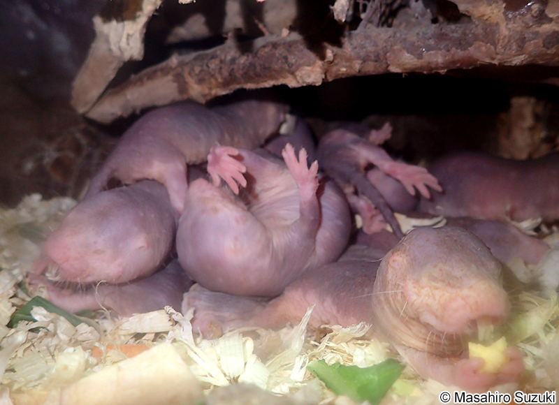 ハダカデバネズミ Heterocephalus glaber