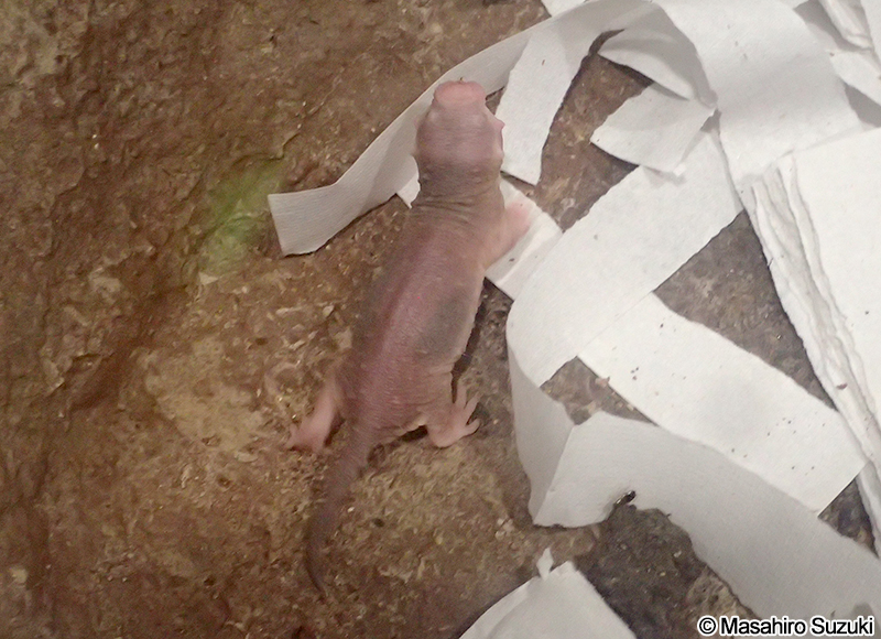 ハダカデバネズミ Heterocephalus glaber